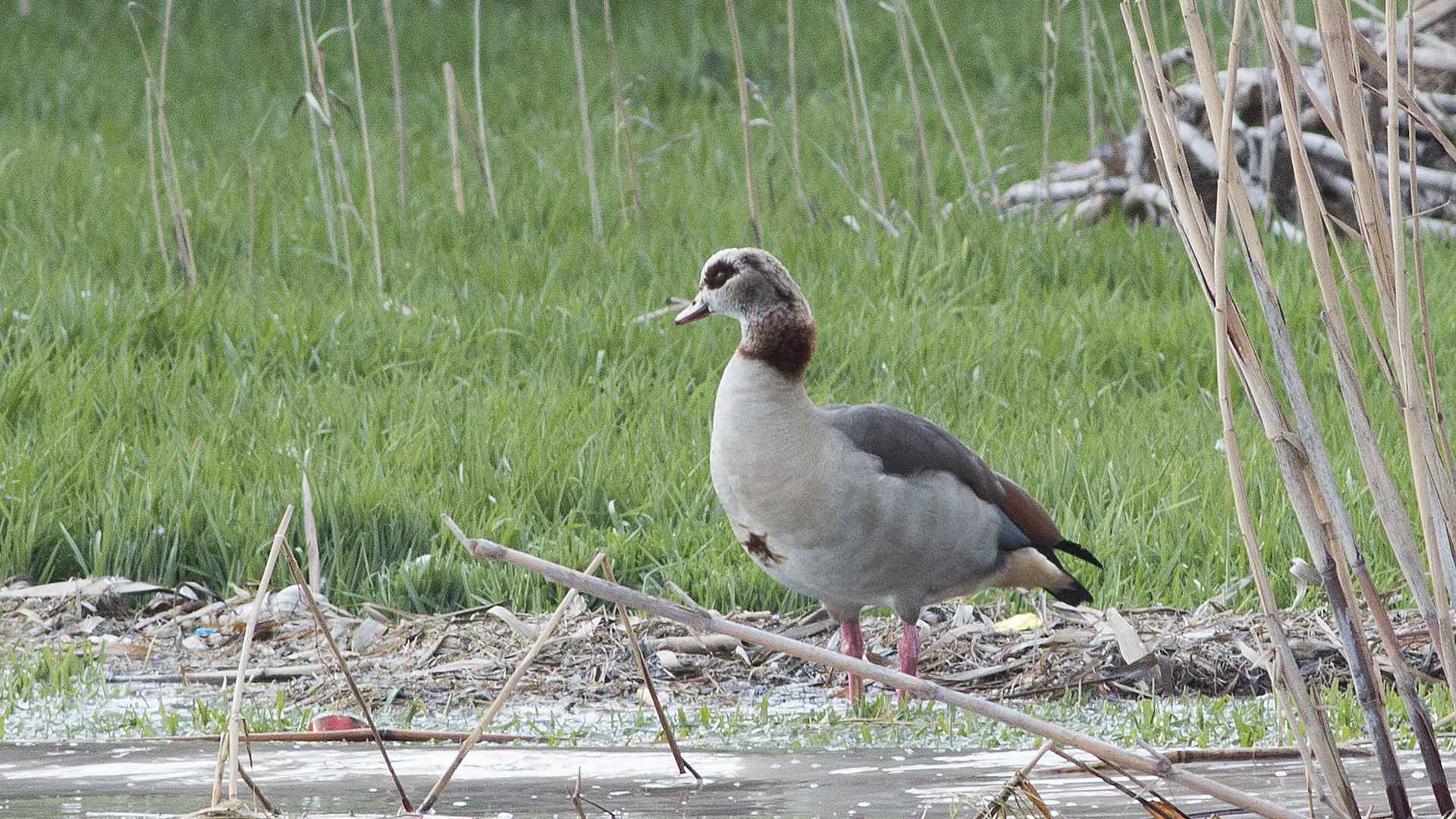 Egyptian Goose